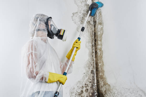 Best Mold Removal and Inspection  in New Sharon, IA