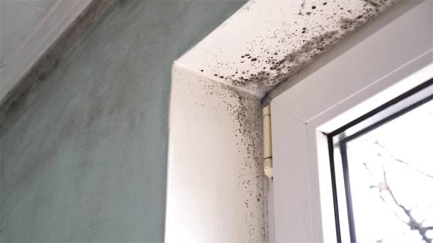 Mold Removal and Inspection in New Sharon, IA