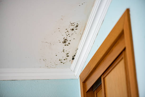 Best Attic Mold Removal  in New Sharon, IA