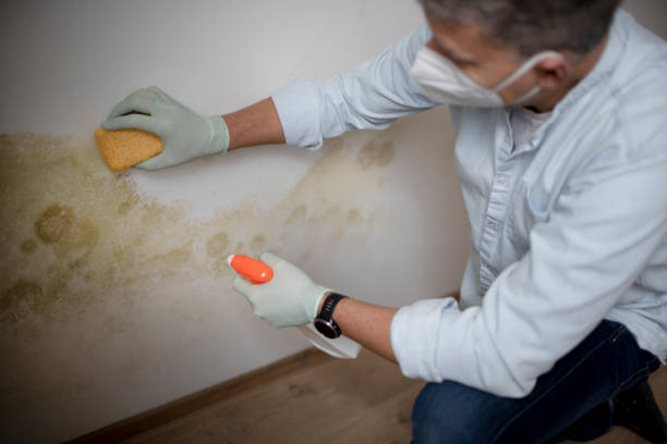 Best Mold Remediation Experts  in New Sharon, IA