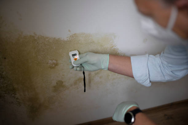Best Office Mold Removal Services  in New Sharon, IA