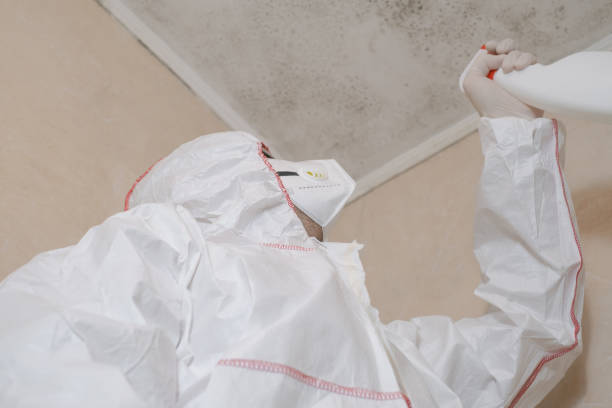 Attic Mold Removal in New Sharon, IA
