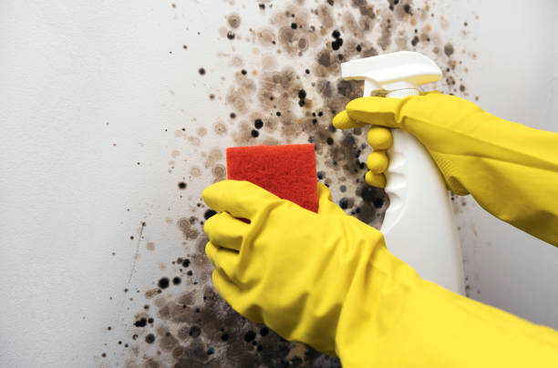 Best Professional Mold Removal  in New Sharon, IA