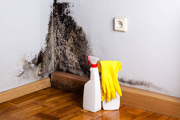 Best Office Mold Removal Services  in New Sharon, IA