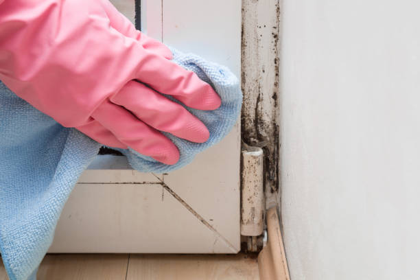 Best Emergency Mold Removal  in New Sharon, IA