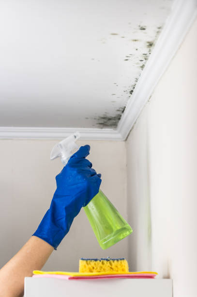 Best Attic Mold Removal  in New Sharon, IA