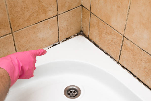 Best Mold Cleaning Services  in New Sharon, IA